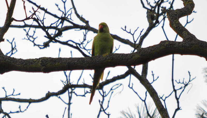 Example of a photo with chromatic aberrations