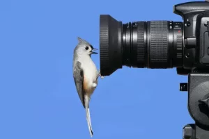 Best Canon Camera For Wildlife Photography 2022